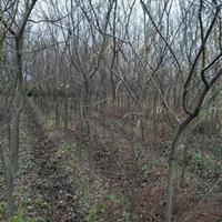 榔榆小苗，3公分，4公分，5公分榔榆小苗价格。