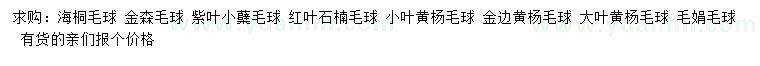 求购海桐毛球、金森毛球、紫叶小蘗毛球等