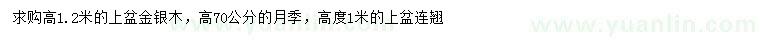 求购金银木、月季、连翘