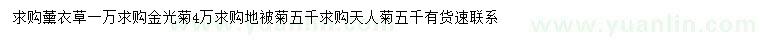 求购薰衣草、金光菊、地被菊等