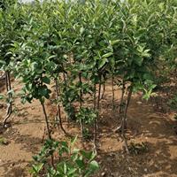 山东苹果树苗批发/供应