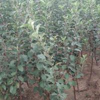 山东苹果树苗新品种批发/供应