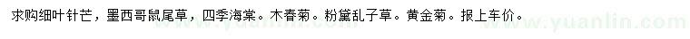 求购细叶针芒、墨西哥鼠尾草、四季海棠等