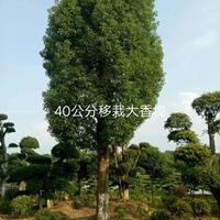 2018年湖北40公分移栽大香樟*新報價
