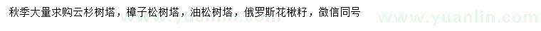 求购云杉树塔、樟子松树塔、油松等