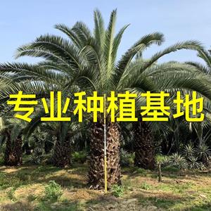 福建加拿利海枣树 加拿利海枣批发 加拿利海枣价格 海枣树基地