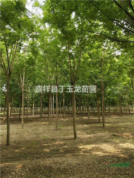 山东國槐苗木基地销售8/9/10公分一级树