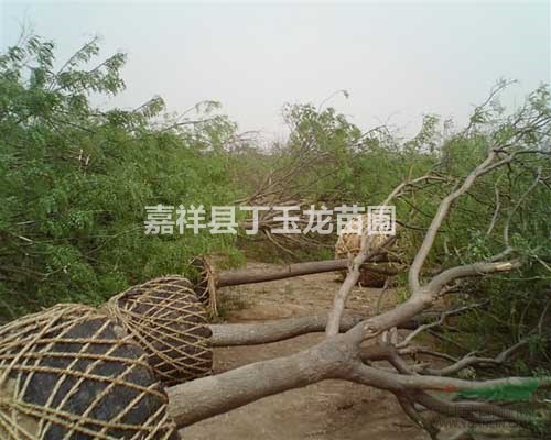 國槐樹15-20公分/萬棵精品一年冒/秋季出售