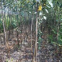 1公分苹果苗价格=2公分苹果苗价格=3公分苹果苗价格