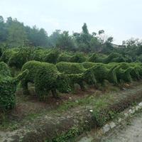 牛气冲天 小叶女贞动物造型  生动植物造型 植物造型基地