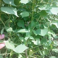 供应乌桕小苗·1公分乌桕小苗价格·专供2-3公分乌桕基地