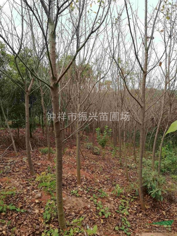 鍾祥市林科所振興苗圃場供應早櫻