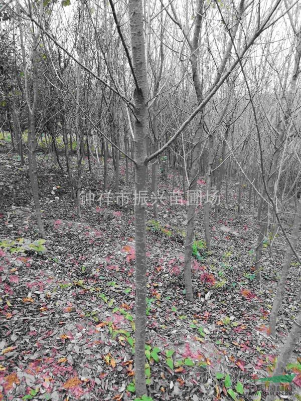 鍾祥市林科所振興苗圃場供應早櫻