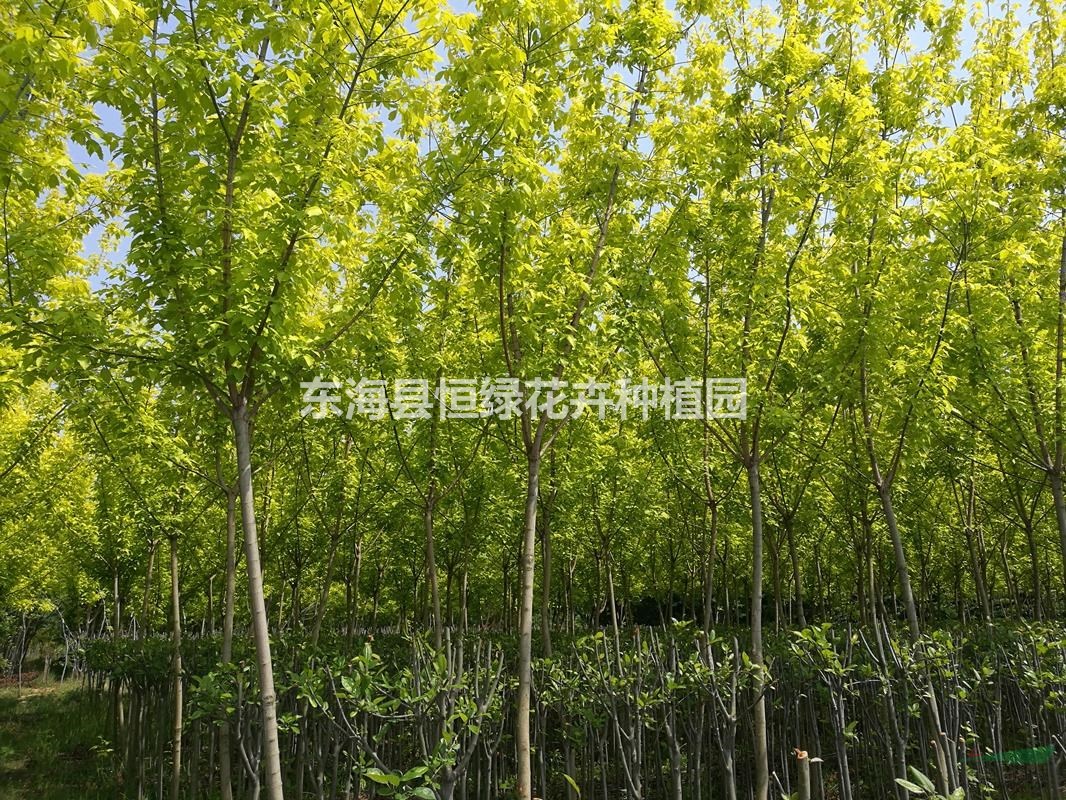 金葉複葉槭