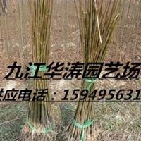 大量1-10公分栾树批发·专供当年栾树小苗·优质1米栾树小苗