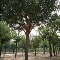 10--30公分紫叶李批发厂家紫叶李基地