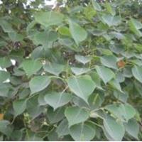 乌桕小苗种植基地·乌桕子播小苗·批发1-2公分乌桕小苗