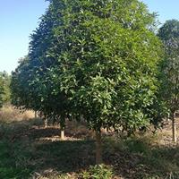 桂花树苗报价？哪里桂花好？桂花基地长期供应