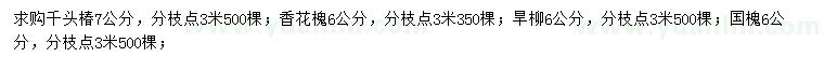 求购千头椿、香花槐、旱柳等