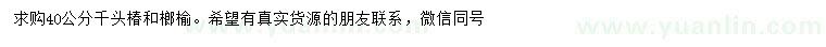 求购40公分千头椿、榔榆