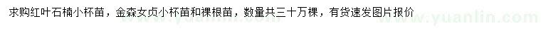 求购红叶石楠小苗、金森女贞小苗