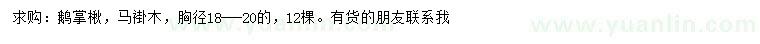 求购胸径18-20公分鹅掌楸、马褂木