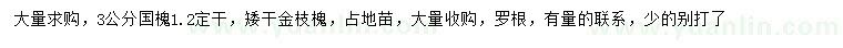 求购3公分国槐、矮杆金枝槐