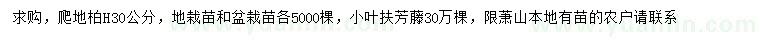 求购高30公分爬地柏、小叶扶芳藤