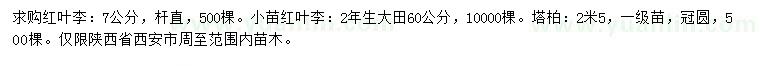 求购红叶李、红叶李小苗、塔柏