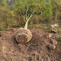 大小规格黄山栾树起苗基地