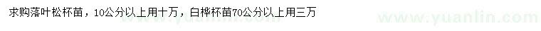 求购10公分以上落叶松、70公分以上白桦