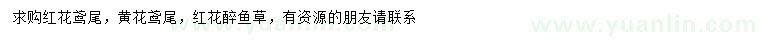 求购红花鸢尾、黄花鸢尾、红花醉鱼草