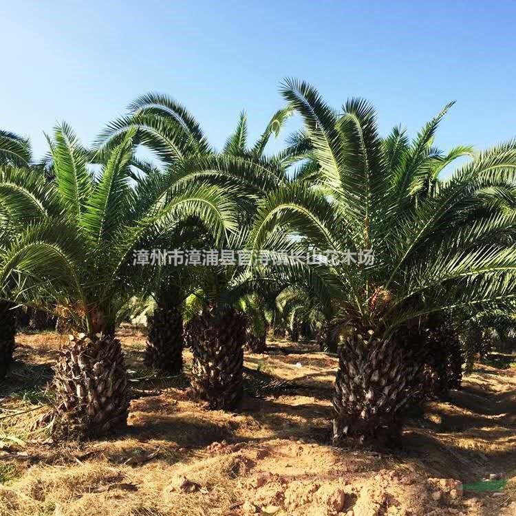 福建供应加拿利海枣规格齐全