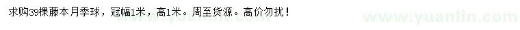 求购冠幅1米藤本月季球