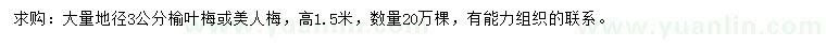 求购地径3公分榆叶梅、美人梅