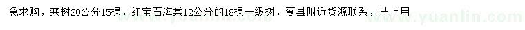 求购20公分栾树、12公分红宝石海棠