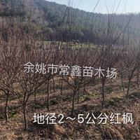 地径2公分红枫——5公分红枫