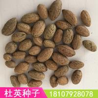 杜英种子，江西杜英种子，九江杜英种子，杜英小苗0.5元/棵