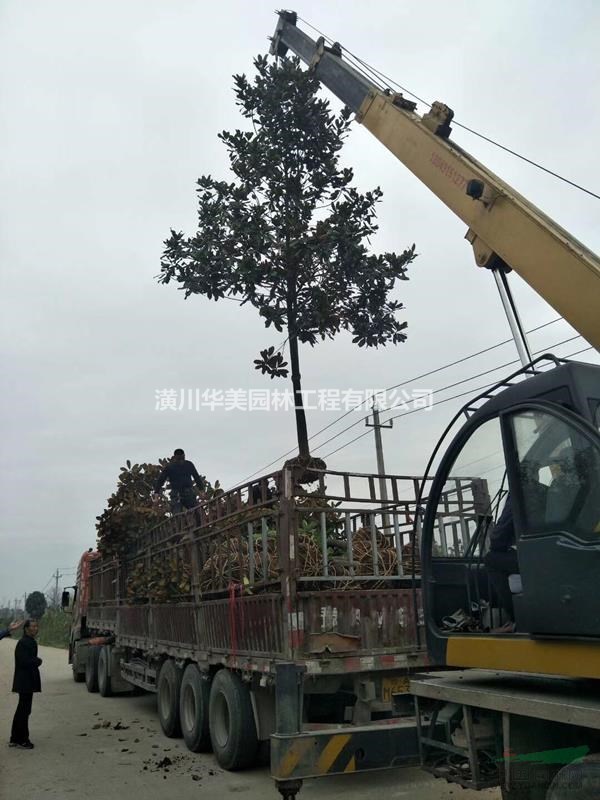 廣玉蘭産地供應，8、9、10公分粗廣玉蘭價格2百至3百元上車