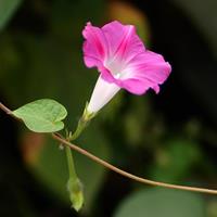 江苏地区供应牵牛花杯苗、牵牛花种子.各类花卉种子苗木种子草籽