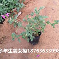 潍坊美女樱种植基地_细叶美女樱供应商