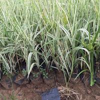 玉带草种植基地报价