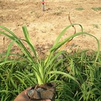 金娃娃萱草青州种植基地，盆栽萱草批发价格