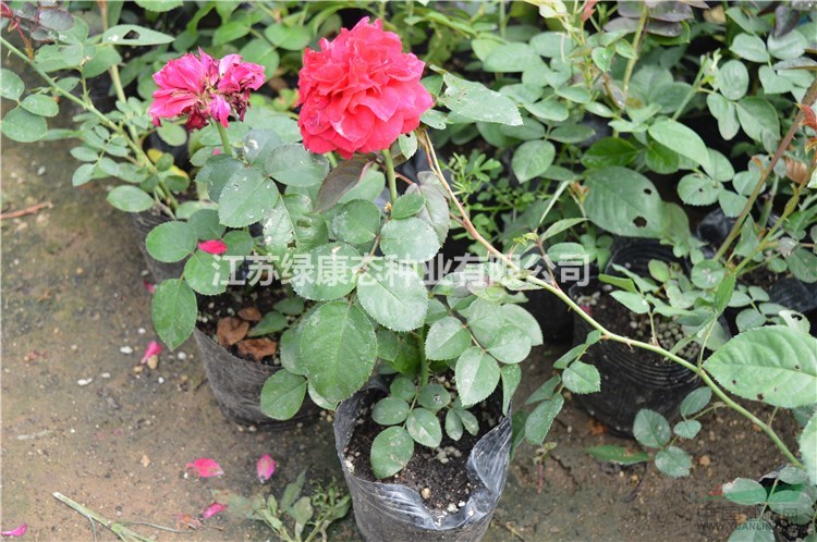 红帽月季 红帽月季小苗 红帽月季工程苗 基地直销