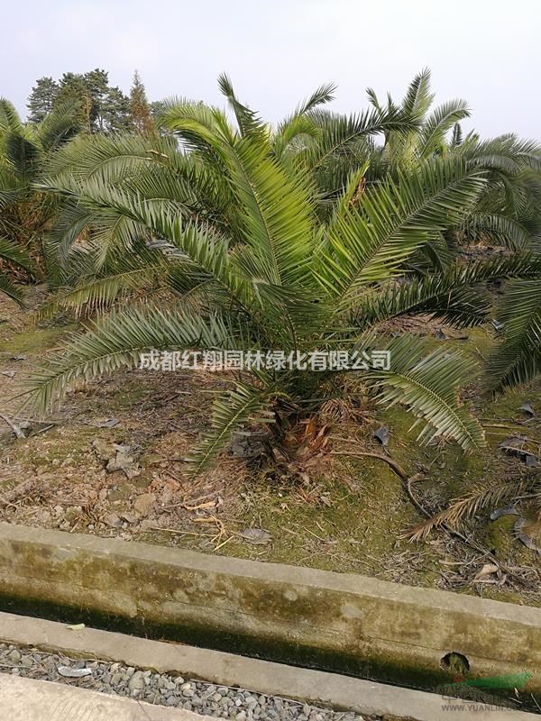 精品加拿利海棗、加拿利海棗批發、加拿利海棗基地、加拿利海棗價