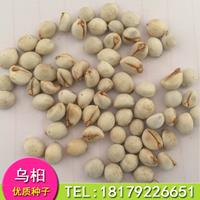 江西乌桕种子大量供应，九江种子专业批发销售
