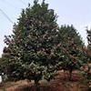 批发茶花、山茶花基地、成都山茶花笼子价格