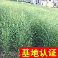 细叶芒花叶芒斑叶芒乱芒细叶针芒细径针芒0.03元一芽