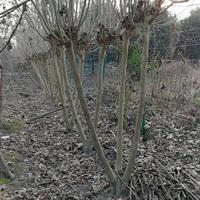 批发丛生木芙蓉、低分枝芙蓉基地，成都矮分枝芙蓉花价格