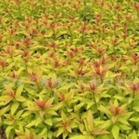 绣线菊 金焰绣线菊 金山绣线菊